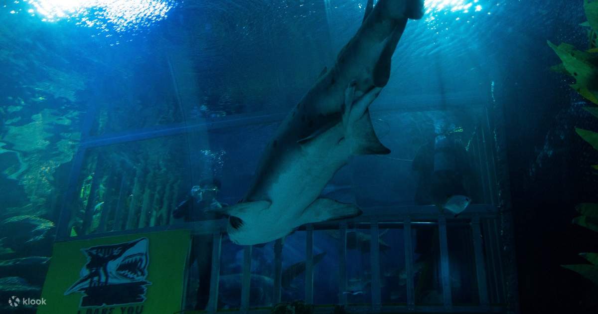 Cage Rage oleh Aquaria KLCC di Kuala Lumpur, Malaysia Klook Indonesia